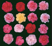 放射線照射から生まれた形や色が異なる新品種の花